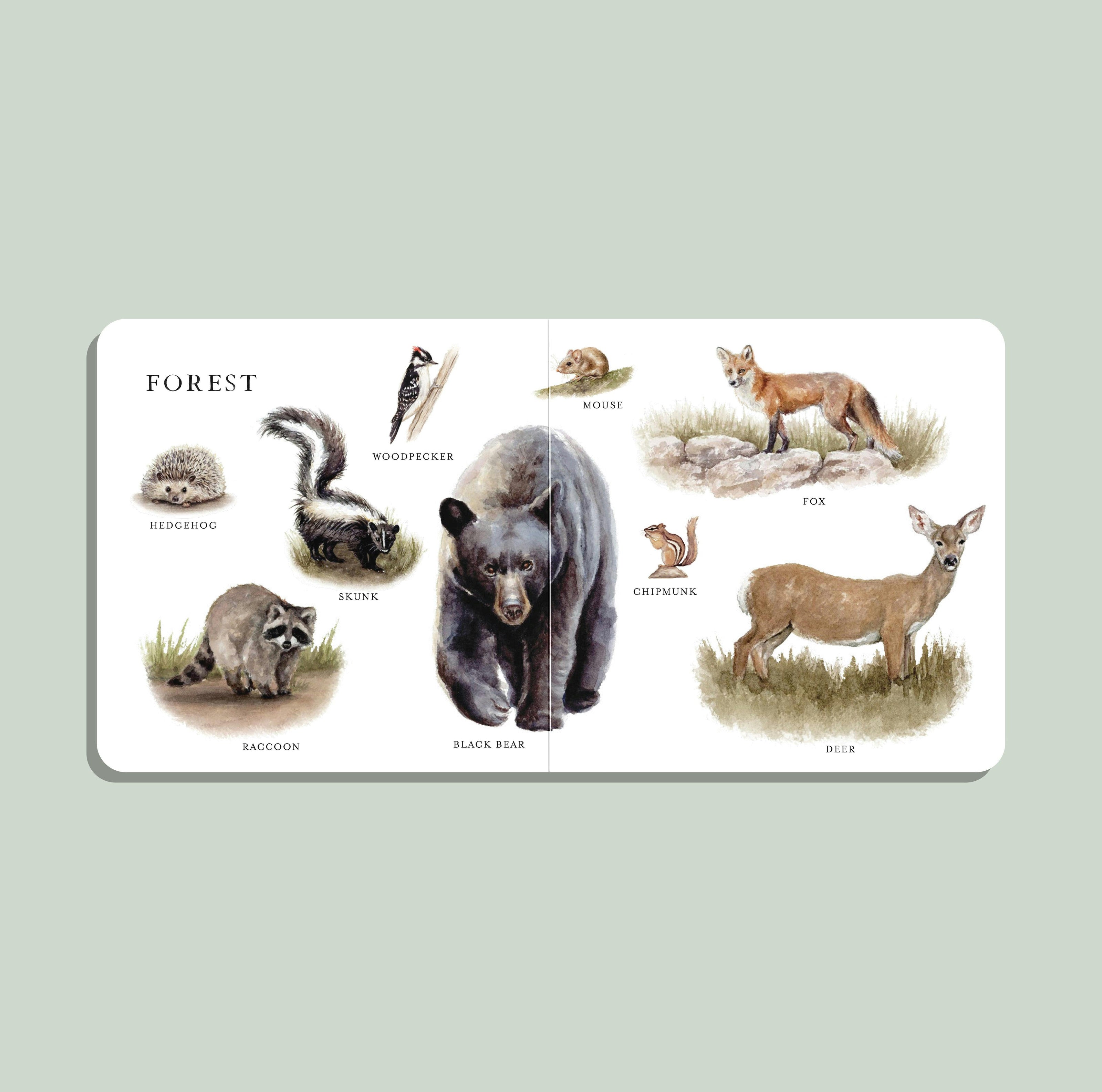 Our Big Book of Animals