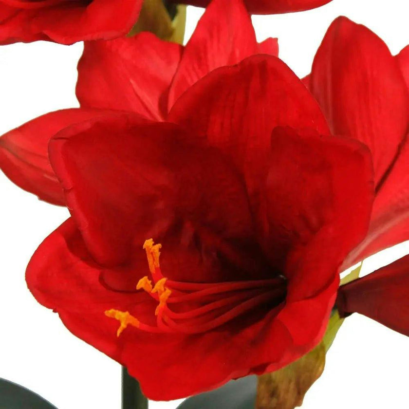 24" Red Amaryllis Arrangement in Pot