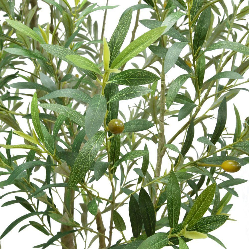 8' Olive Tree Potted in White Stone Pot