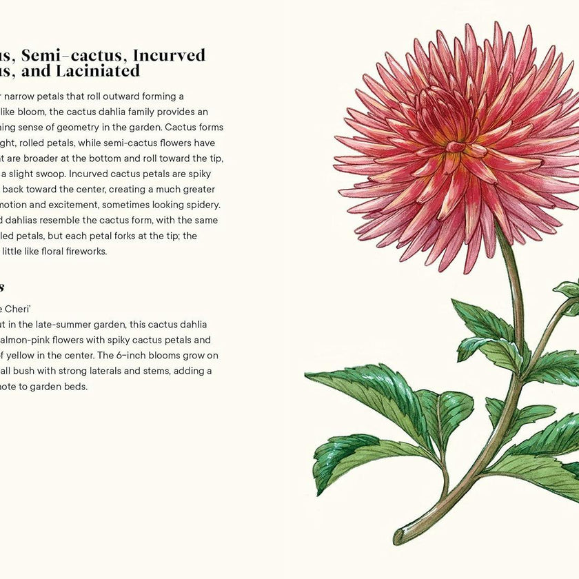 Little Book of Dahlias