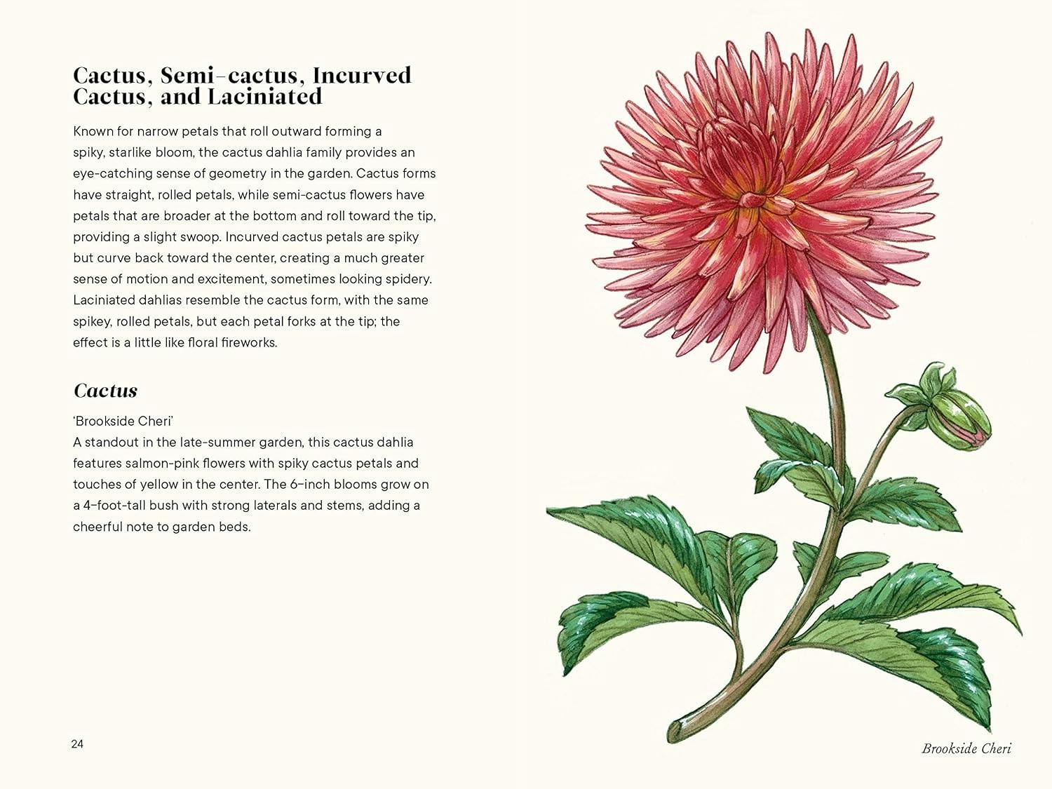 Little Book of Dahlias