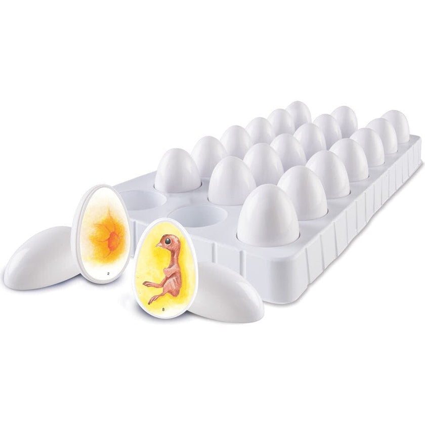 Chick Life Cycle Exploration Set