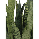 Rectangular Snake Plant Arrangement in Gray Pot