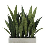 Rectangular Snake Plant Arrangement in Gray Pot