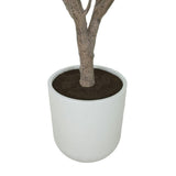 8' Olive Tree Potted in White Stone Pot