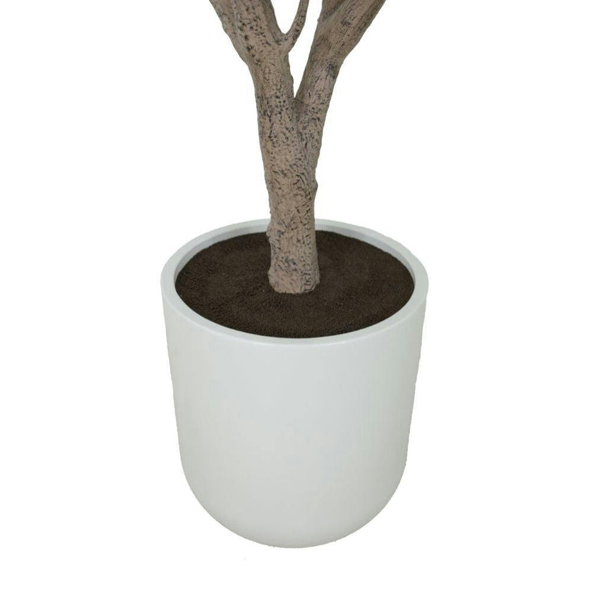 8' Olive Tree Potted in White Stone Pot