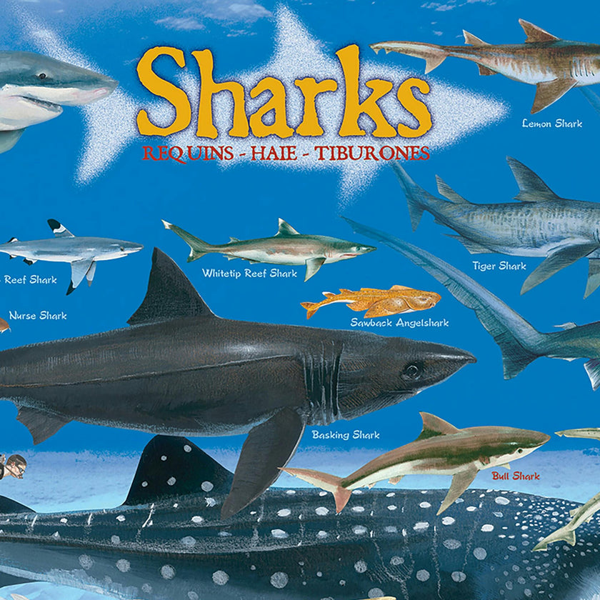 Smart Kids: Chart - 100 pc Puzzle