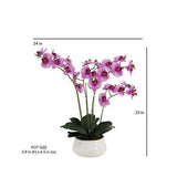 23" Phale Orchid