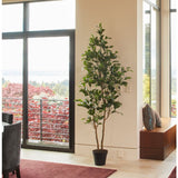 7' Citrus Lemon Tree