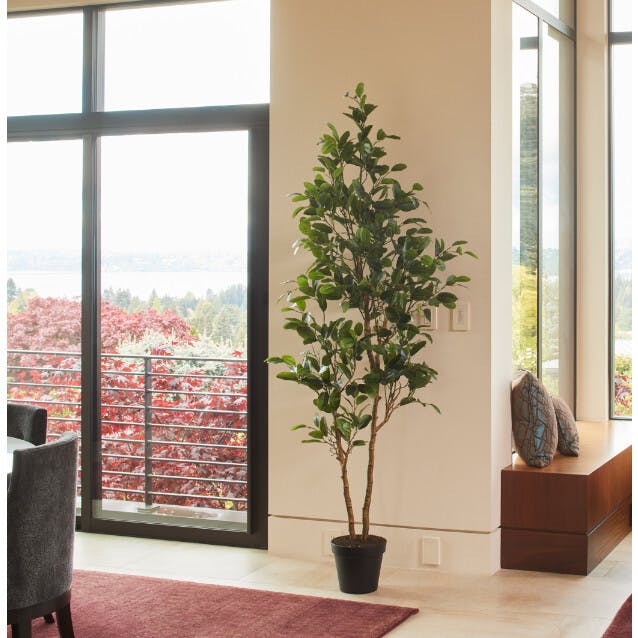 7' Citrus Lemon Tree