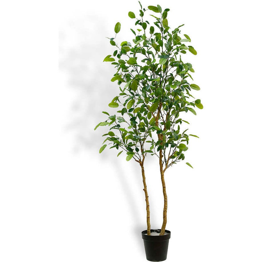 7' Citrus Lemon Tree