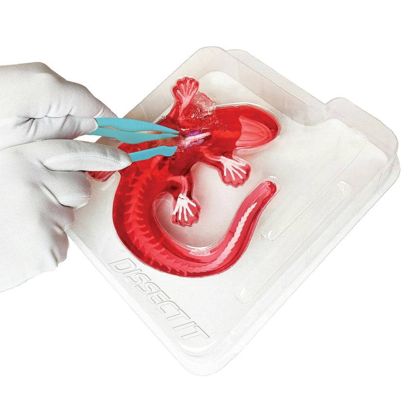 Dissect-It: Salamander Lab