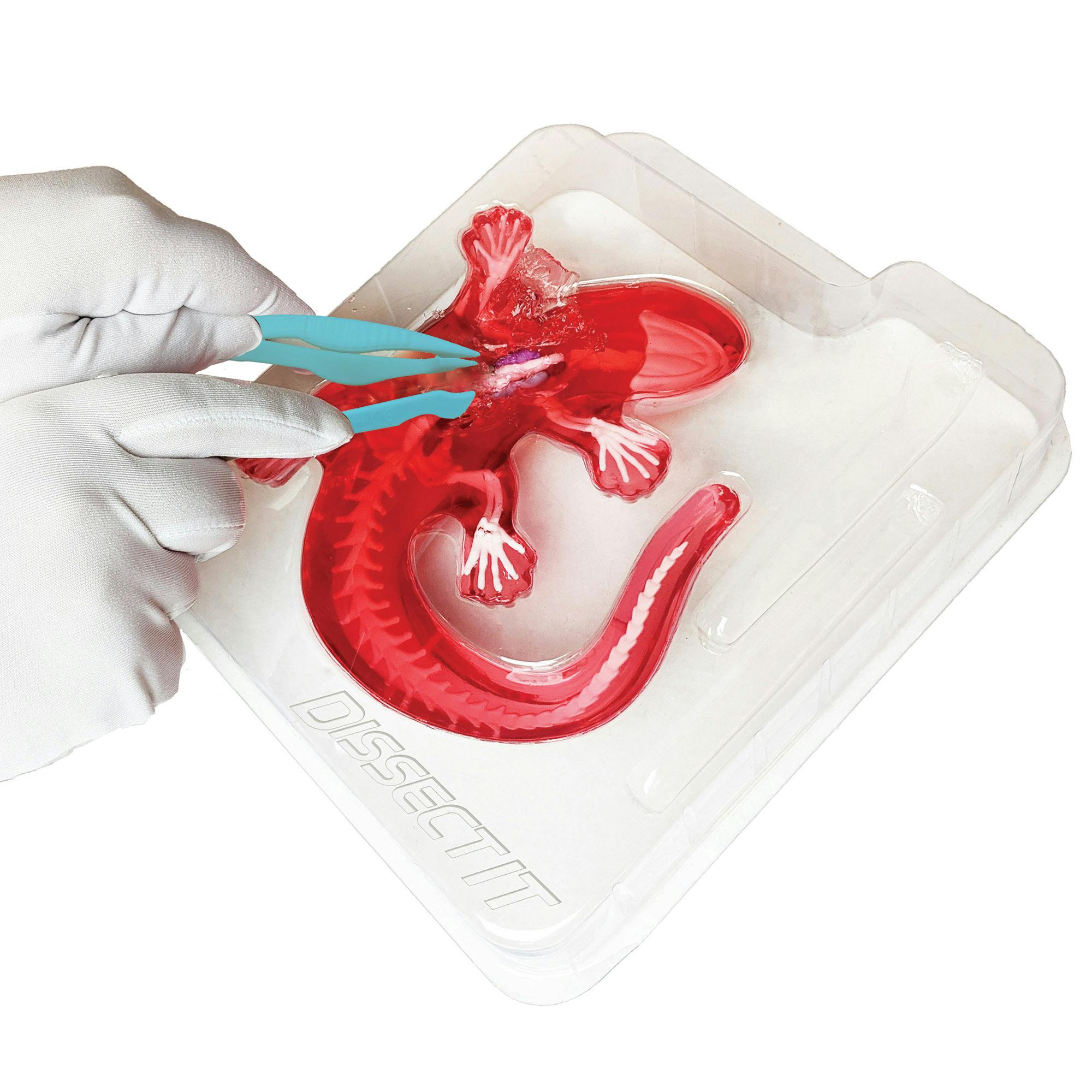 Dissect-It: Salamander Lab