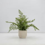16" Faux Snake Plant & Fern Set