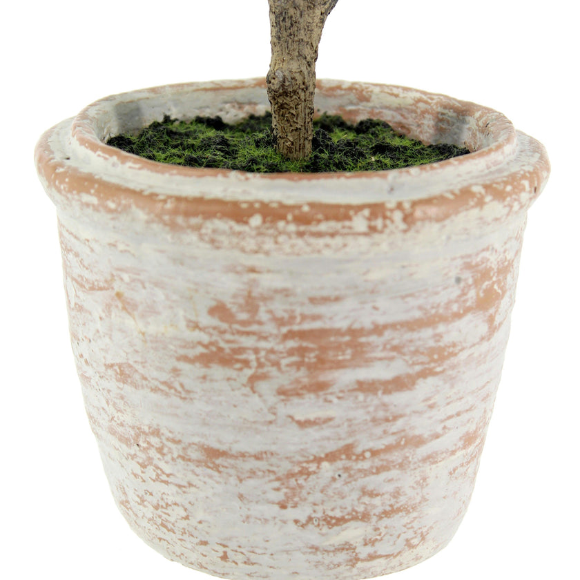 10" Eucalyptus & 16" Citrus Topiary Set