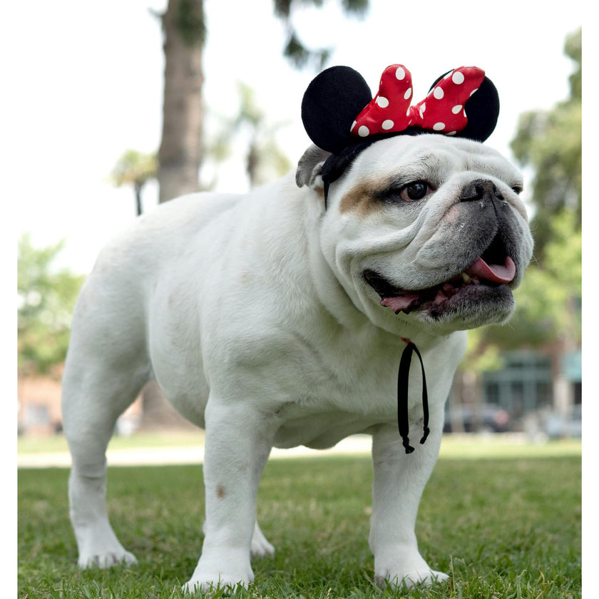 Disney Minnie Ears Head Accessory