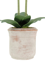 Artificial 2-Stem Phalaenopsis White Orchid