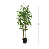 7' Citrus Lemon Tree