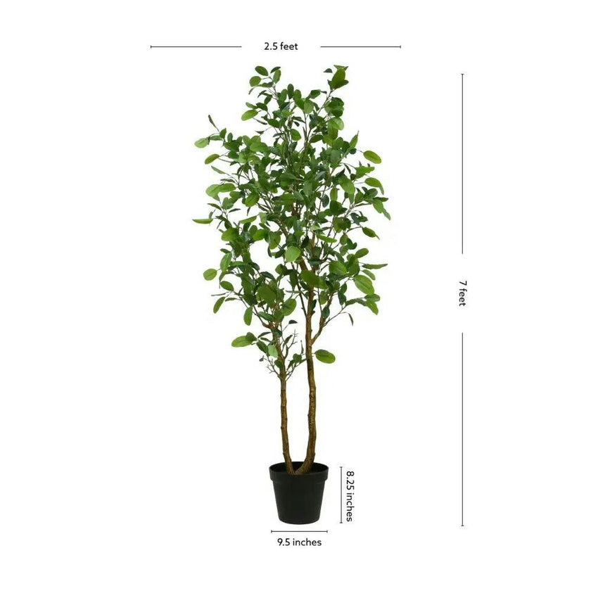 7' Citrus Lemon Tree