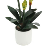 24" White Amaryllis Arrangement in Pot