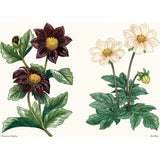Little Book of Dahlias