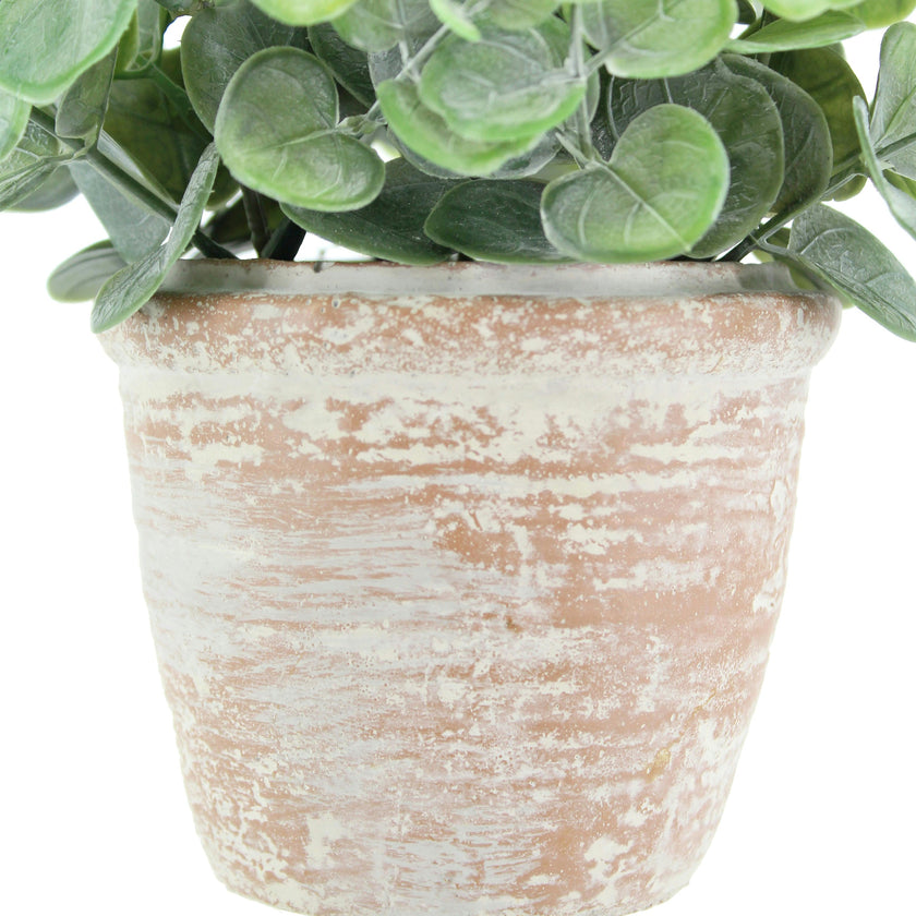 10" Eucalyptus & 16" Citrus Topiary Set