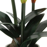 24" Red Amaryllis Arrangement in Pot