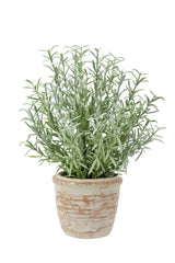 12" Rosemary & 16" Olive Topiary Set