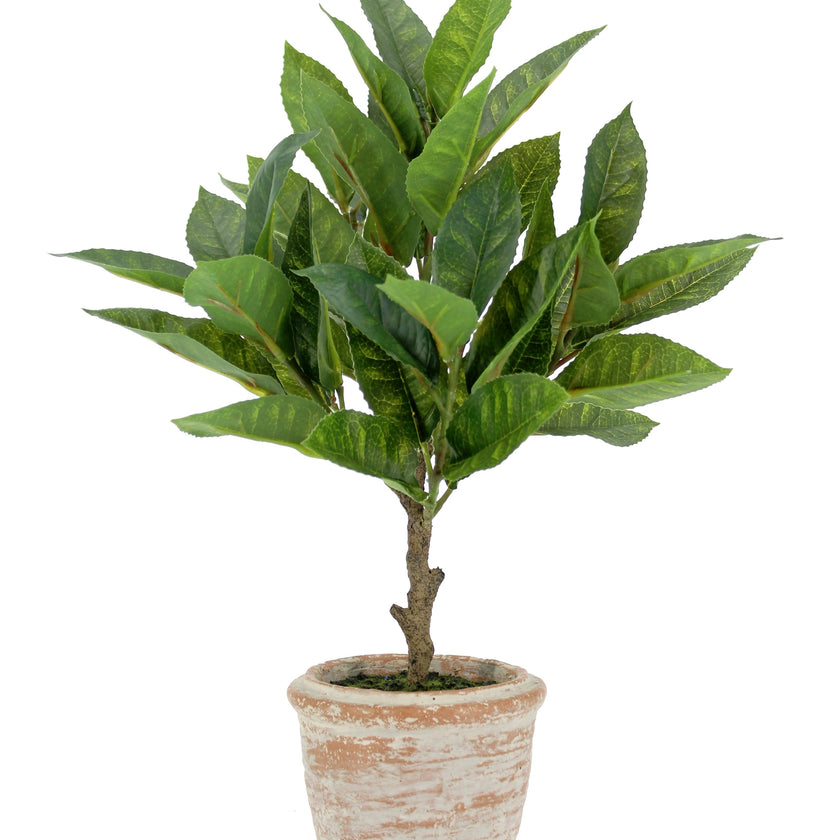 10" Eucalyptus & 16" Citrus Topiary Set