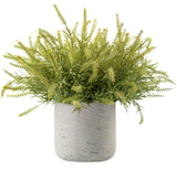 DH Ast Bush Floral