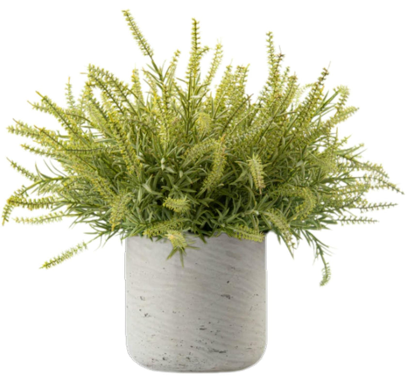 DH Ast Bush Floral