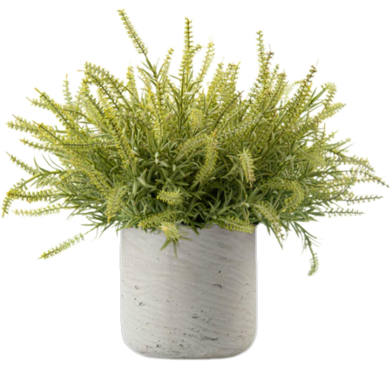 DH Ast Bush Floral