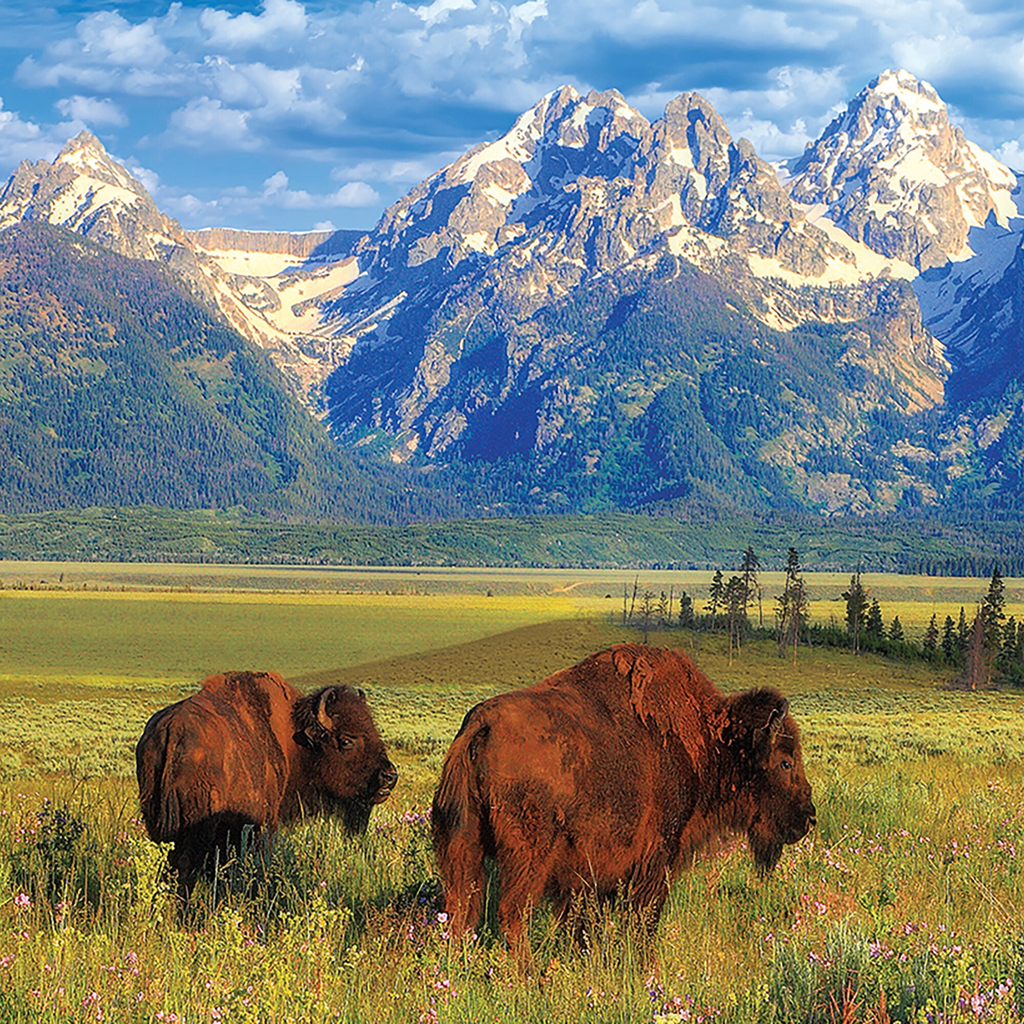 Grand Teton National Park - 1000 pc Puzzle