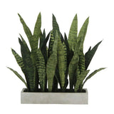 Rectangular Snake Plant Arrangement in Gray Pot