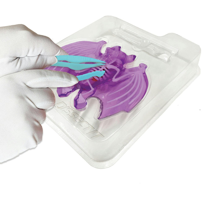 Dissect-It: Bat Lab