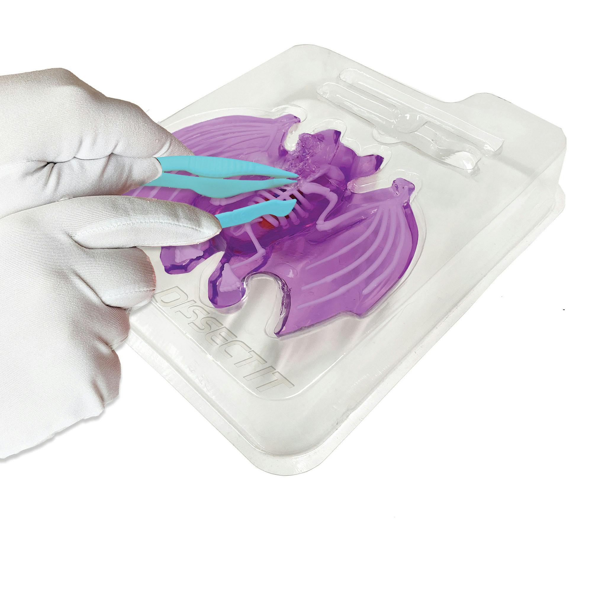 Dissect-It: Bat Lab