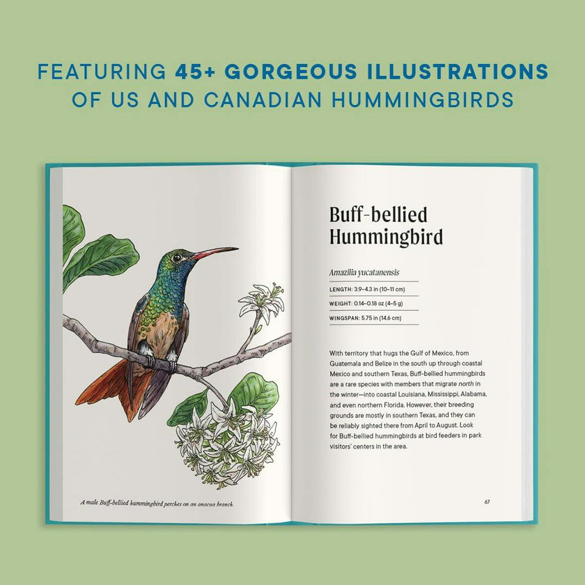 Little Book of Hummingbirds
