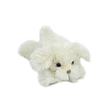 Sugar Maltese Puppy