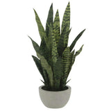 25" Snake Plant in Gray Pot