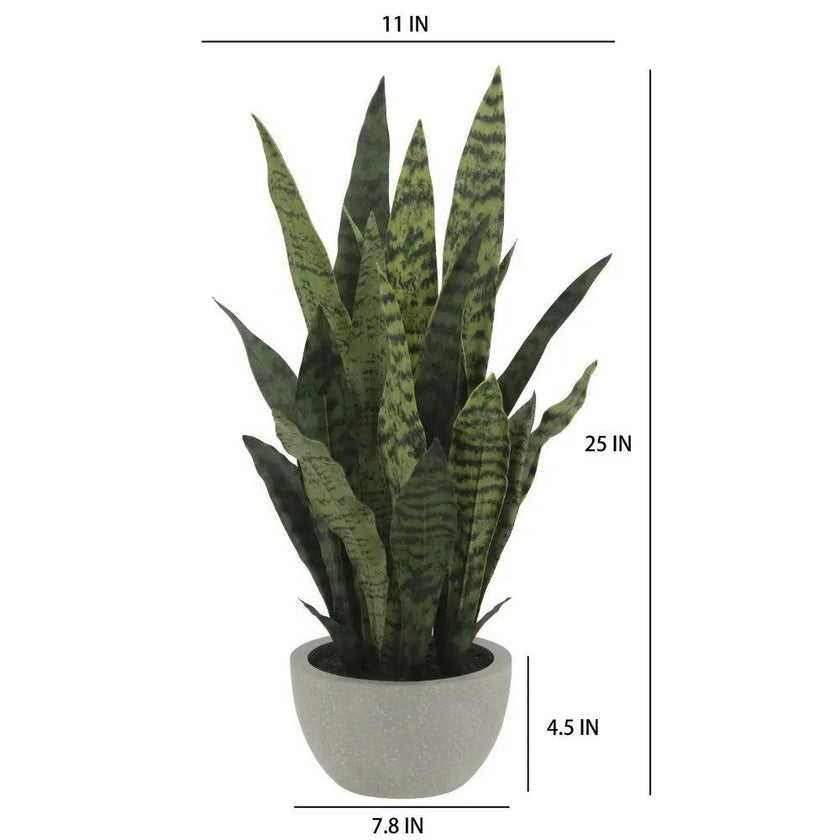 25" Snake Plant in Gray Pot