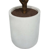 5' Rubber Ficus Tree in Modern Planter