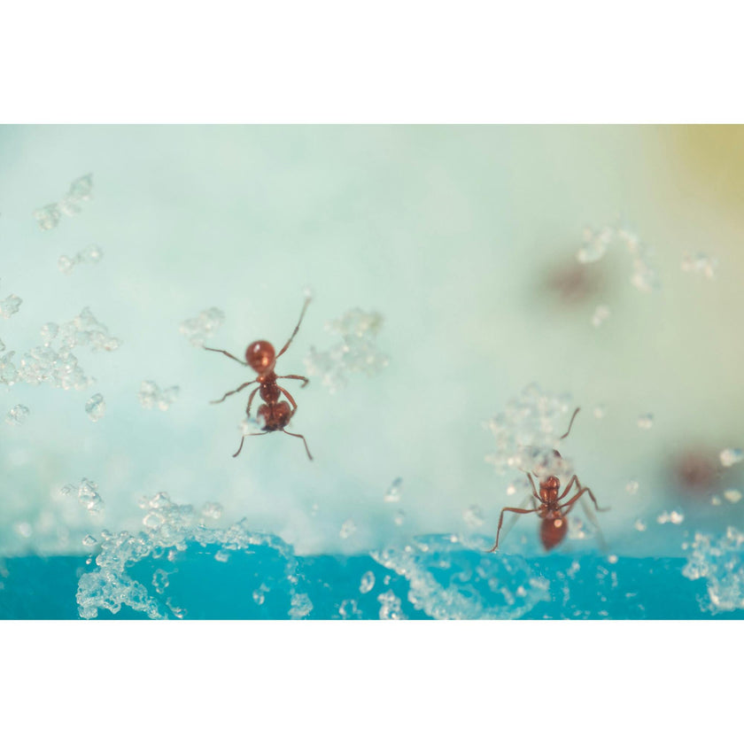Geosafari® Day 'N' Night Ant Factory