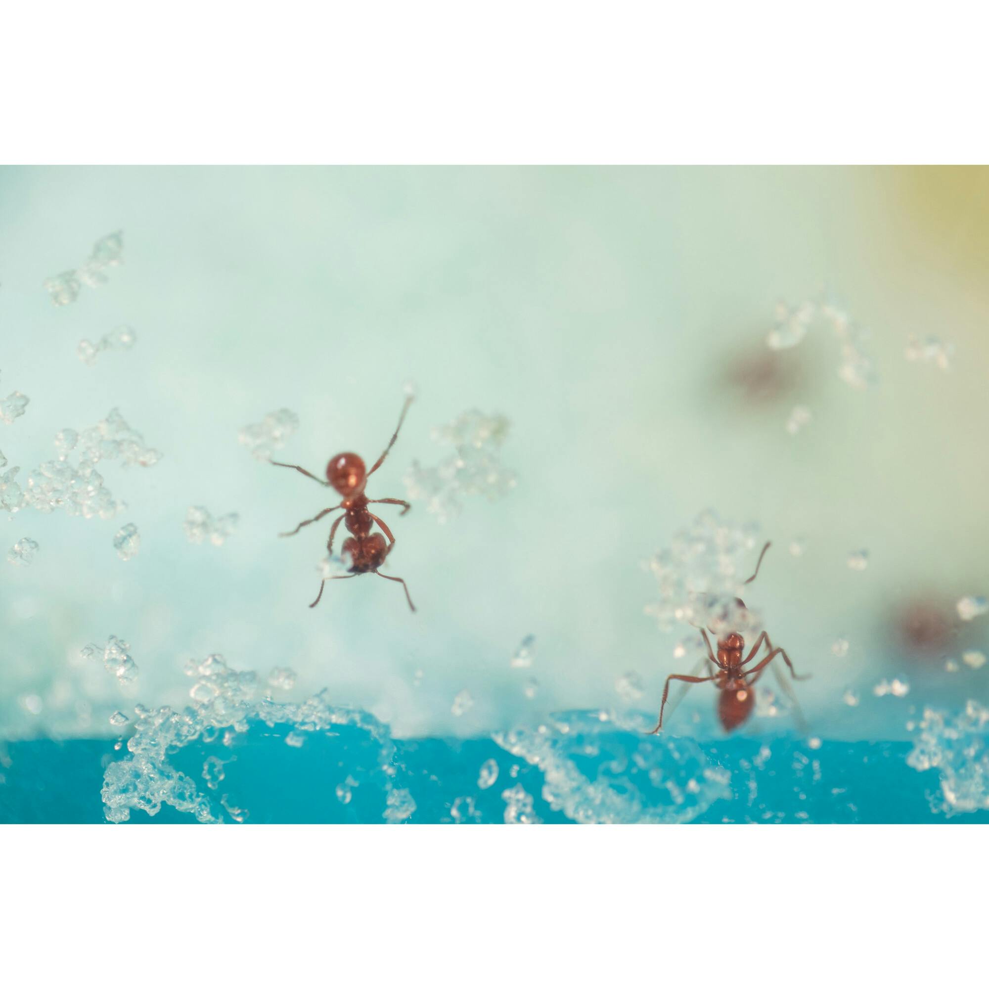 Geosafari® Day 'N' Night Ant Factory