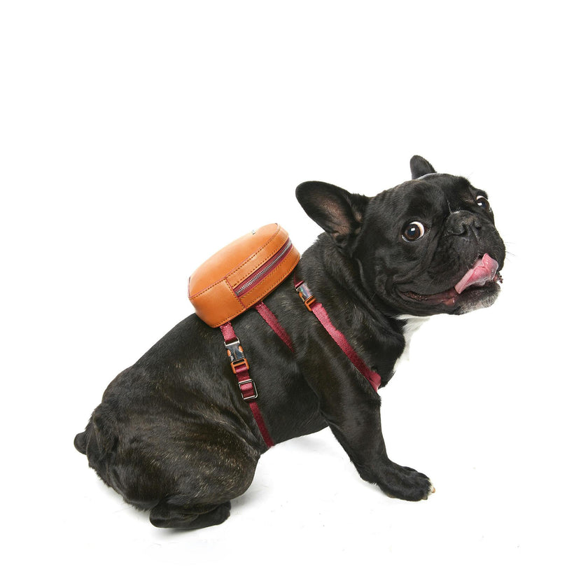 Dog Backpack