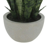 25" Snake Plant in Gray Pot