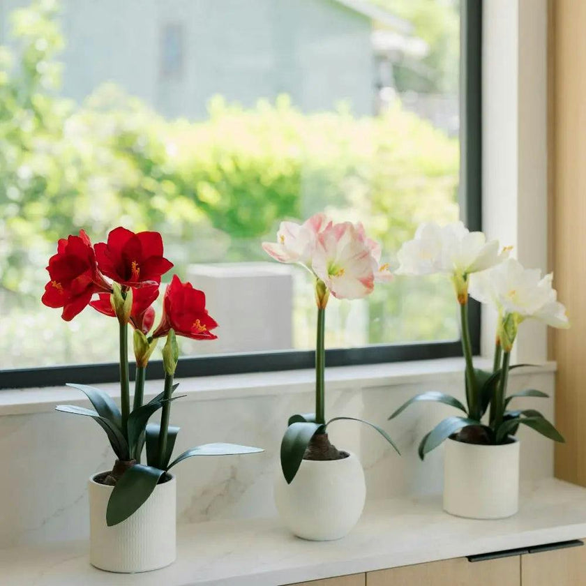 24" White Amaryllis Arrangement in Pot