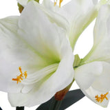24" White Amaryllis Arrangement in Pot