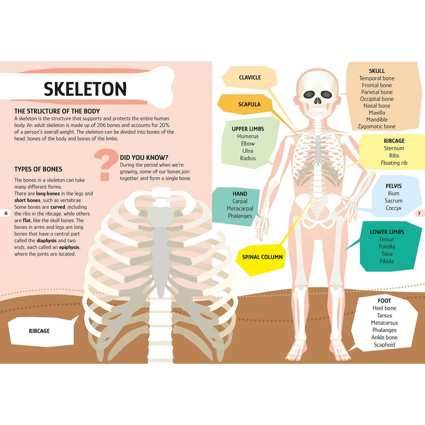 Travel, Learn & Explore: HUMAN BODY