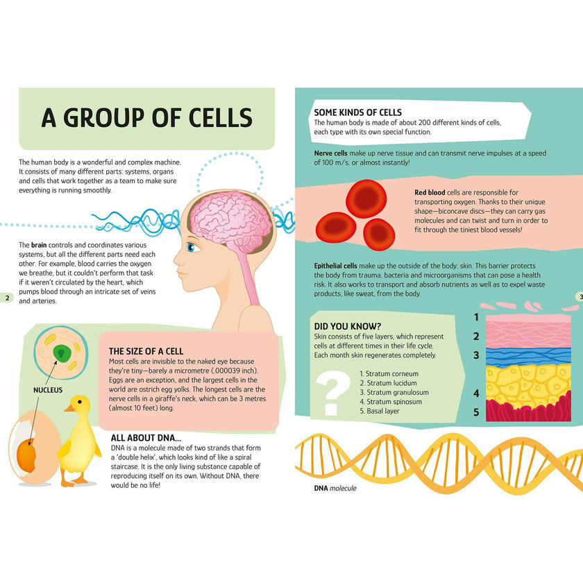 Travel, Learn & Explore: HUMAN BODY