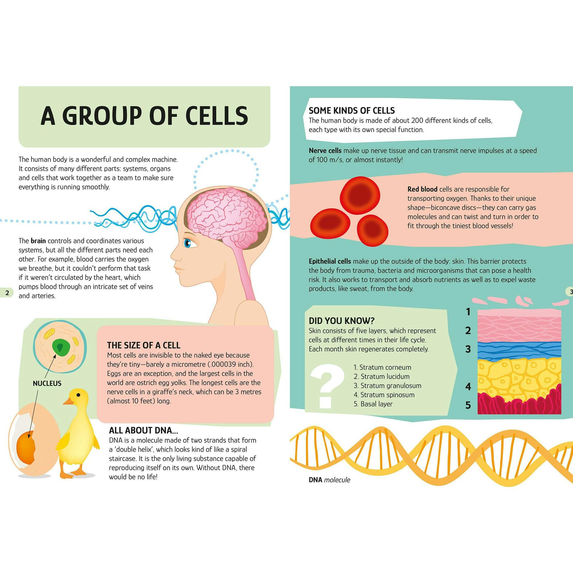 Travel, Learn & Explore: HUMAN BODY